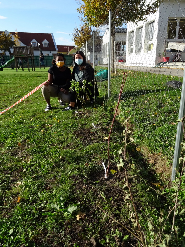 Sträucher im Schulgarten